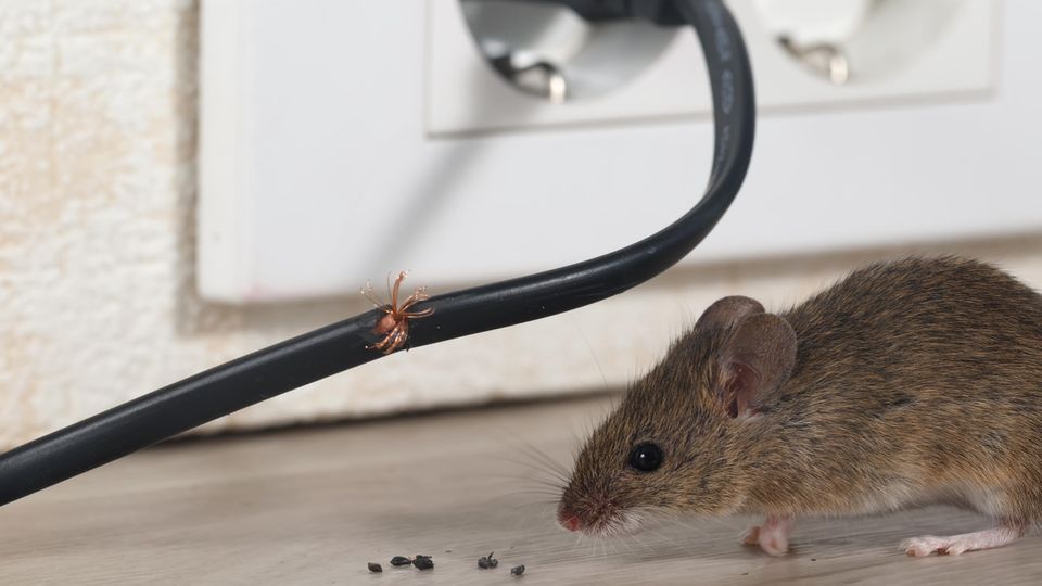 Mäuse knabbern gerne Kabel an