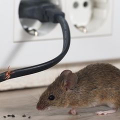 Mäuse knabbern gerne Kabel an