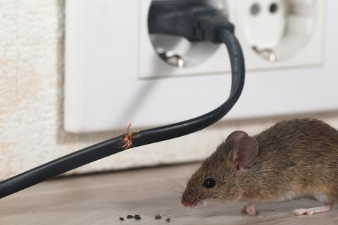 Mäuse knabbern gerne Kabel an