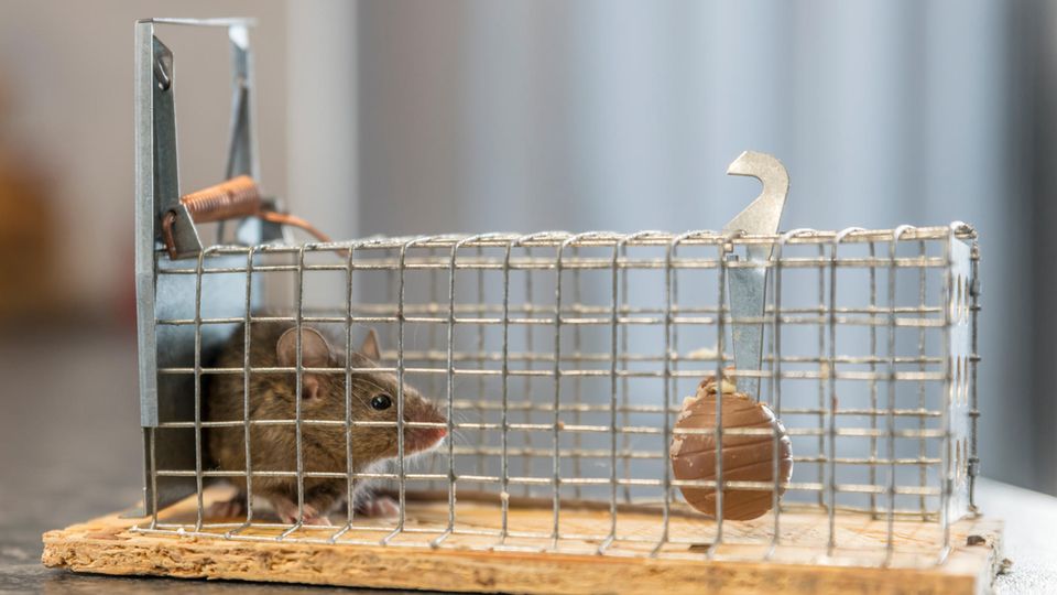 Kleine Maus sitzt gefangen in einer Falle