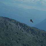 Die einzig wahren Fliegerasse  Mit Schweinen findet man Trüffel, mit Greifvögeln Thermik. Große Vögel wie dieser Geier nutzen die nach oben aufsteigenden Luftmassen, um sich mit möglichst wenig Kraftaufwand lange in der Luft zu halten. Nicht selten kreisen Segelflieger und Greifvögel gemeinsam in der Thermik.