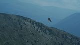 Die einzig wahren Fliegerasse  Mit Schweinen findet man Trüffel, mit Greifvögeln Thermik. Große Vögel wie dieser Geier nutzen die nach oben aufsteigenden Luftmassen, um sich mit möglichst wenig Kraftaufwand lange in der Luft zu halten. Nicht selten kreisen Segelflieger und Greifvögel gemeinsam in der Thermik.