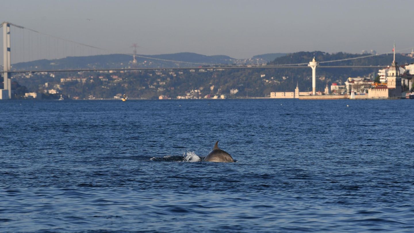 Ein Delfin schwimmt am Bosporus