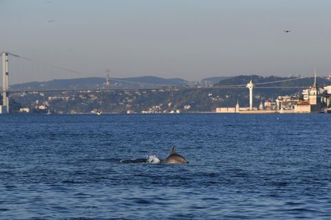 Ein Delfin schwimmt am Bosporus
