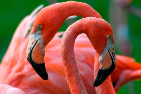 Zwei Flamingos reiben ihre Köpfe freundschaftlich aneinander