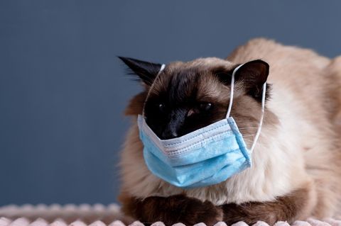Eine Katze trägt einen Mundschutz