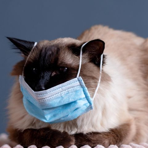 Eine Katze trägt einen Mundschutz