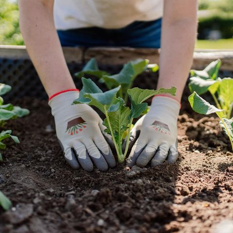 Hochbeet bepflanzen: Frau setzt einen Topf mit Basilikum in ein Hochbeet