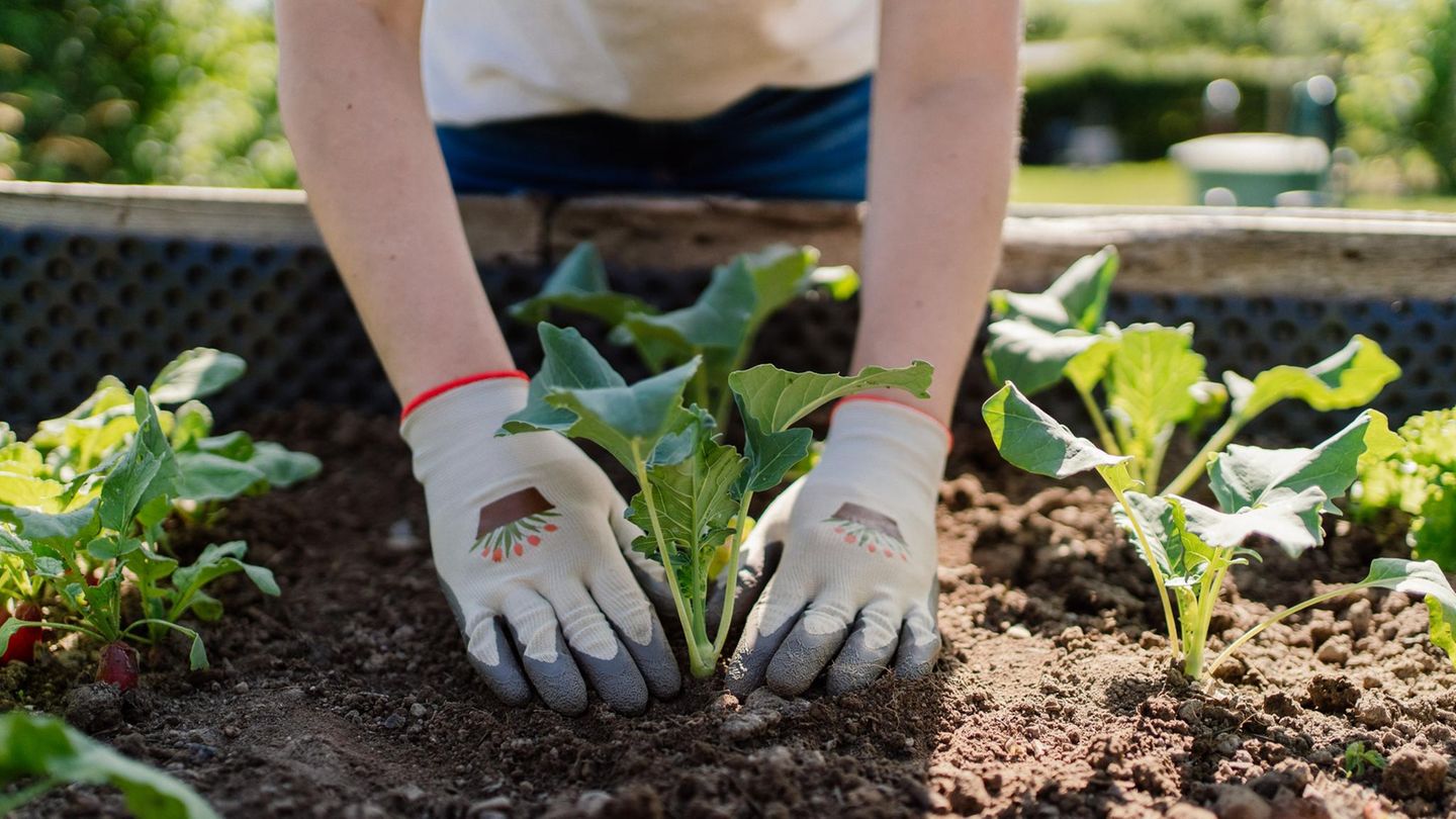 Hochbeet bepflanzen: Frau setzt einen Topf mit Basilikum in ein Hochbeet