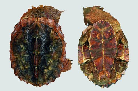 Fransenschildkröte neue Art