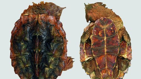 Fransenschildkröte neue Art