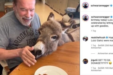 "Terminator"-Star: Geburtstagsständchen für Esel: Arnold Schwarzenegger beweist Gesangskünste