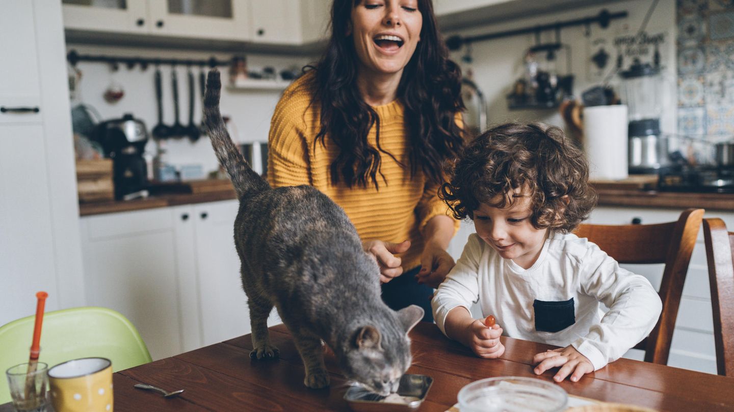 Die Katze gehört für viele Menschen zur Familie - und wird entsprechend umsorgt