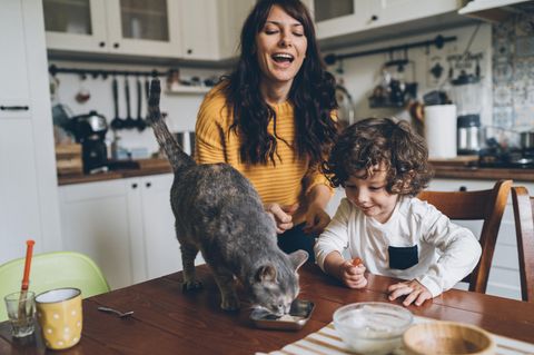 Die Katze gehört für viele Menschen zur Familie - und wird entsprechend umsorgt