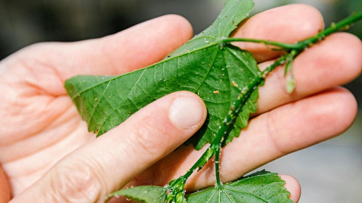 Schlosspark von Sanssouci in Potsdam