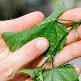 Schlosspark von Sanssouci in Potsdam