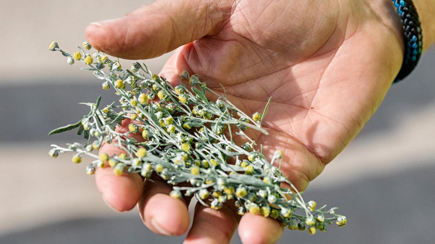 Blüten von Artemisia absinthium