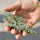 Blüten von Artemisia absinthium