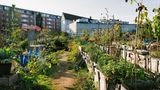 Über 300 Hochbeete ­werden bei Kölner Neuland bepflanzt und genutzt