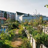 Über 300 Hochbeete ­werden bei Kölner Neuland bepflanzt und genutzt