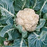 Ein reifer Blumenkohl
