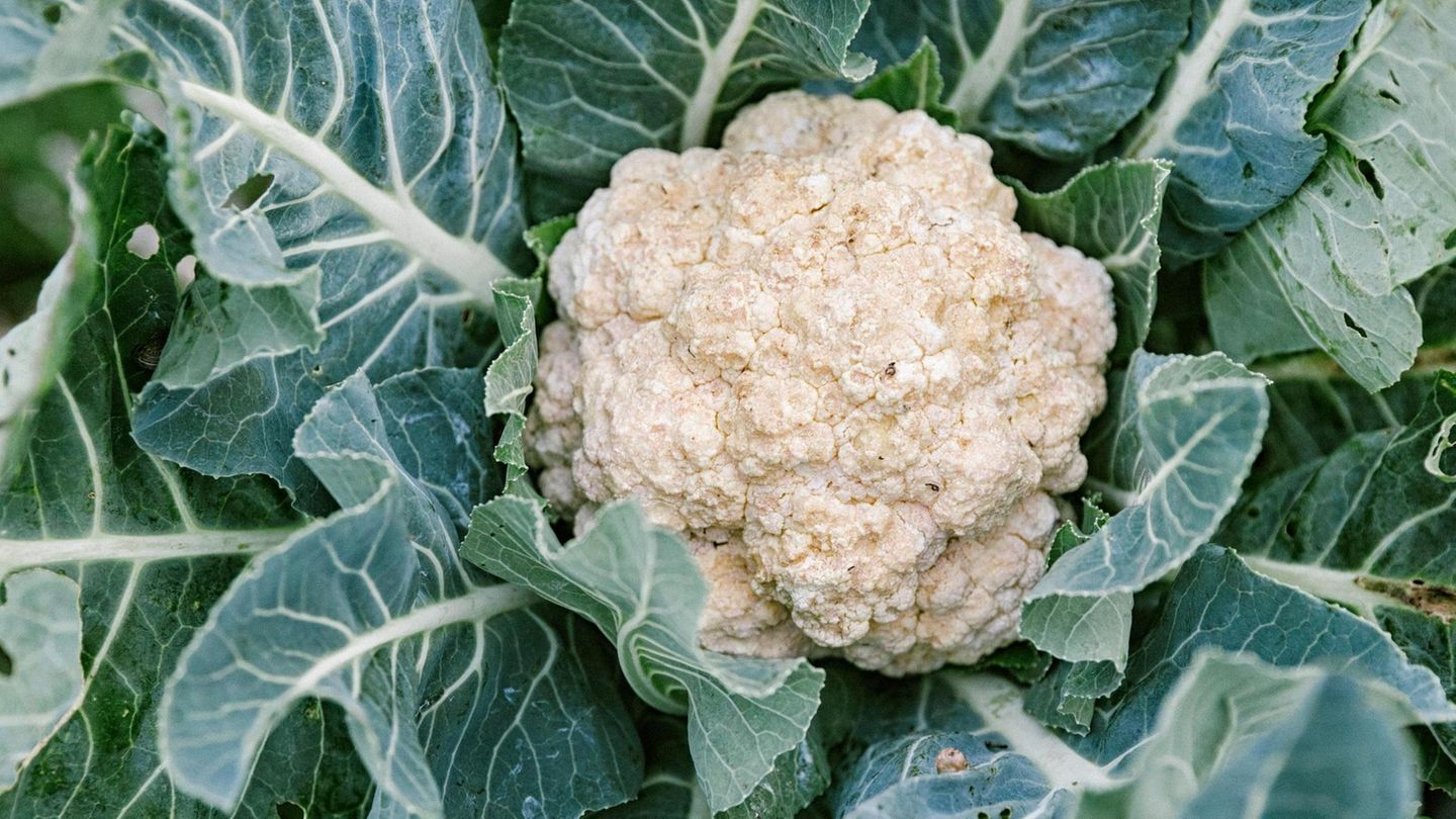 Ein reifer Blumenkohl