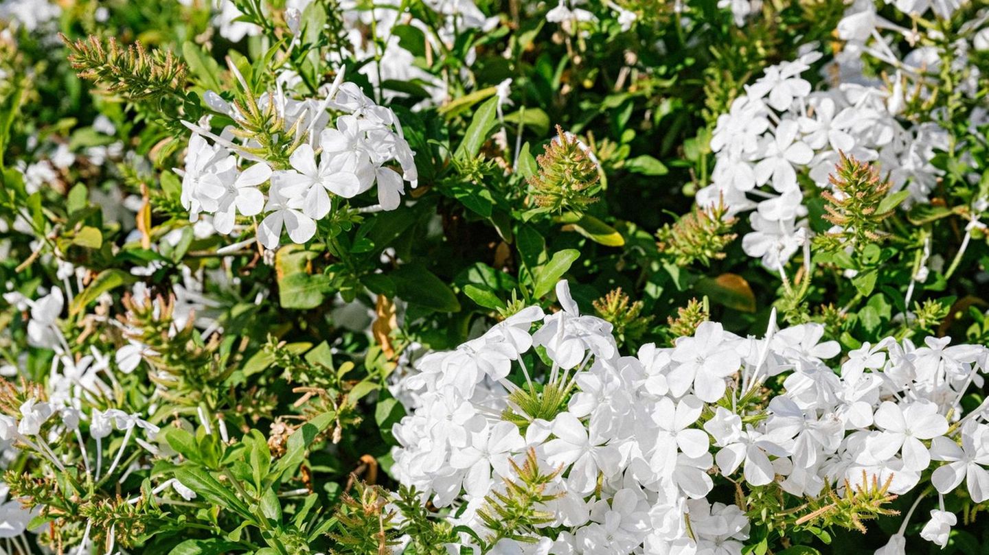 Schlosspark von Sanssouci in Potsdam