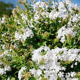 Schlosspark von Sanssouci in Potsdam