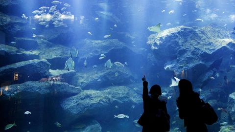 Verschiedene Fische schwimmen in einem Aquarium im Sumida-Aquarium in Tokio