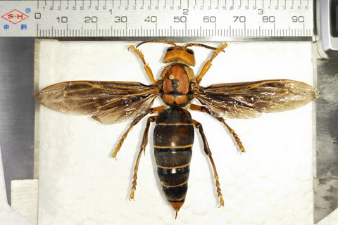 Eine Asiatische Riesenhornisse (Vespa mandarinia) (Archivbild)