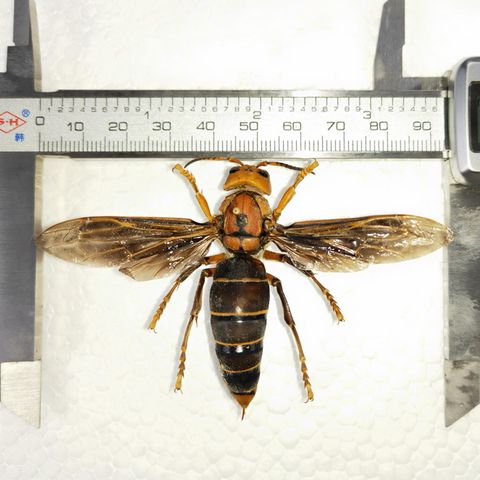 Eine Asiatische Riesenhornisse (Vespa mandarinia) (Archivbild)