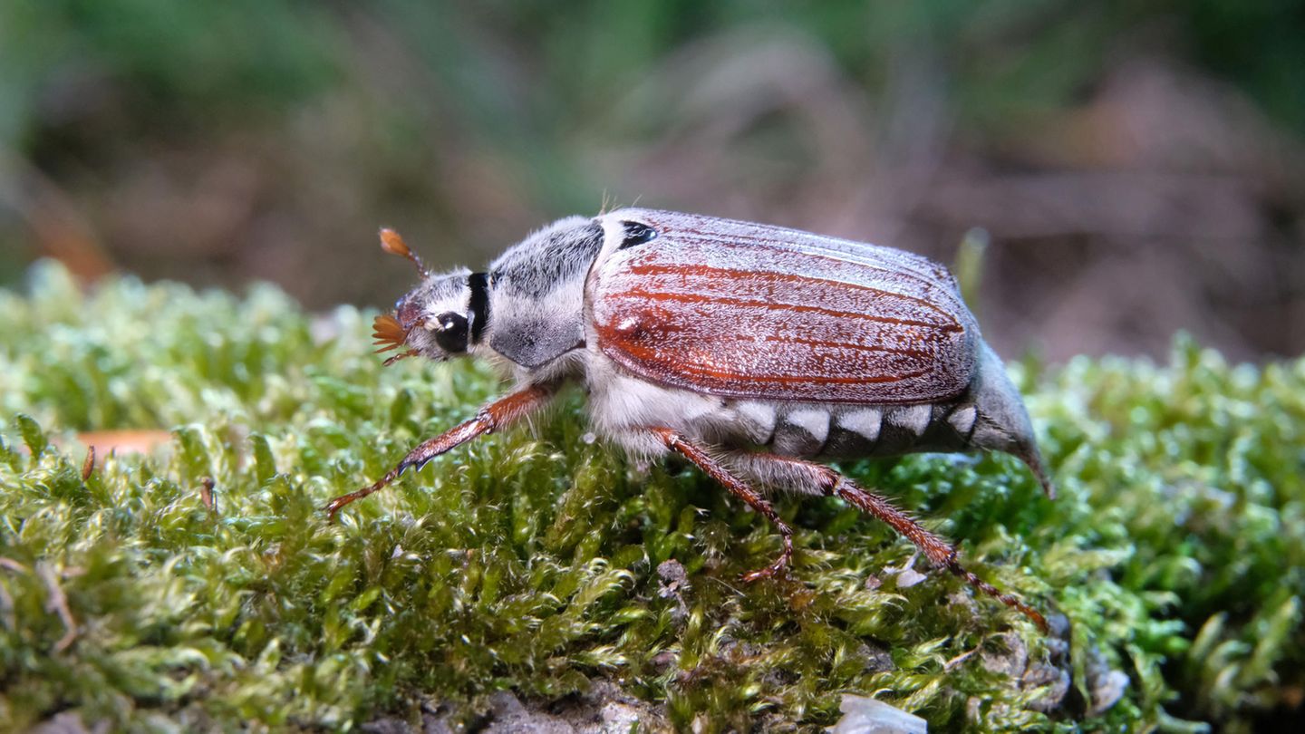 Am Oberrhein kommt es zu Massenvermehrungen des Maikäfers