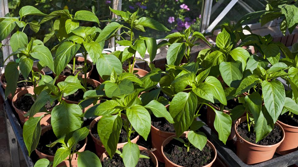 Gartentipps: Junge Paprikapflanzen wachsen nach dem Pikieren in ihren Töpfen