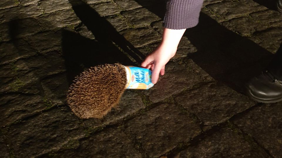 nachrichten deutschland - igel in becher nachrichten deutschland - igel in becher