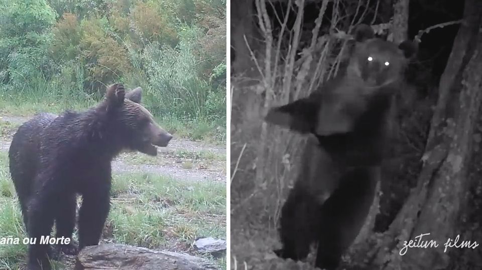 Zum ersten Mal in 150 Jahren: Braunbär in Nordspanien gesichtet