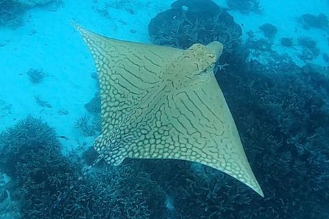 Seltener Adlerrochen "Ornate Eagle Ray" gefilmt