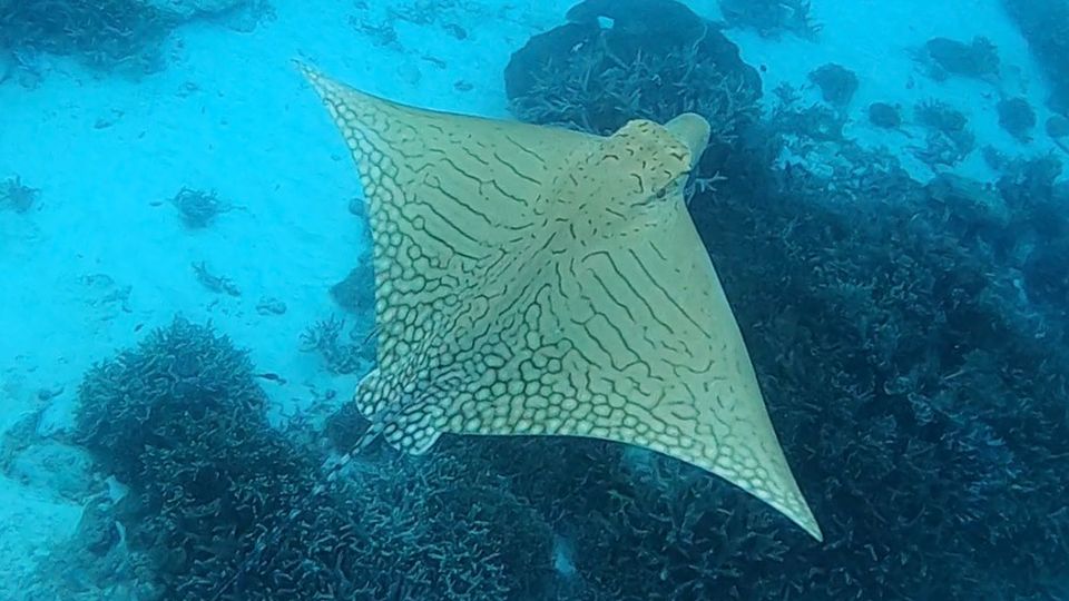 Seltener Adlerrochen "Ornate Eagle Ray" gefilmt