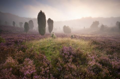 Lüneburger Heide