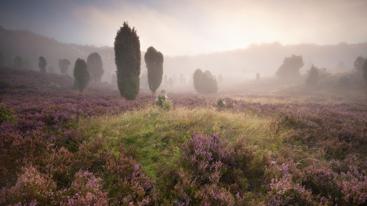 Lüneburger Heide