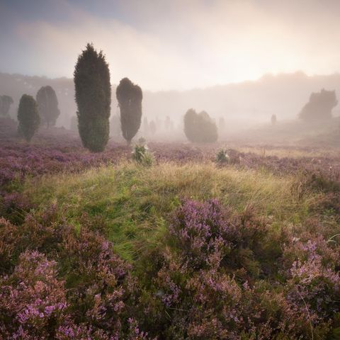 Lüneburger Heide