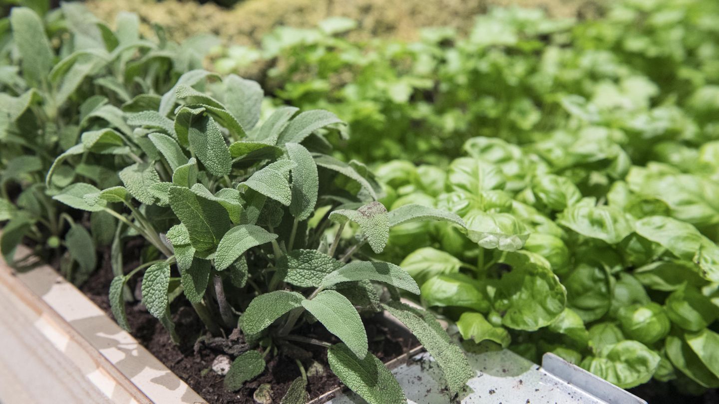 Gartentipps: Salbei und Basilikum in einem Hochbeet