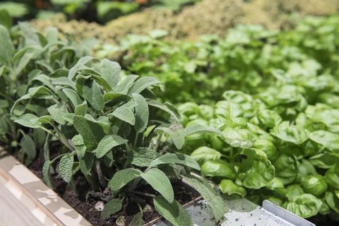 Gartentipps: Salbei und Basilikum in einem Hochbeet