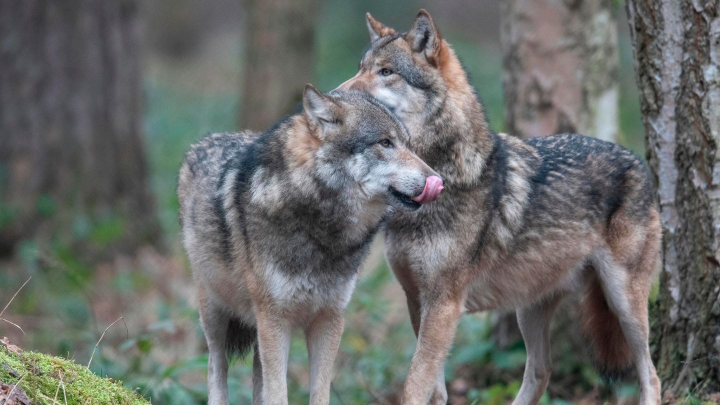 Der Wolf in Deutschland: Weite Teile des Landes als Lebensraum geeignet