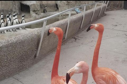 Flamingo-Spaziergang Zoo