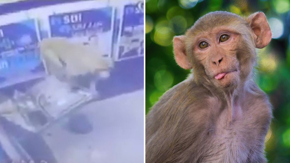 Frecher Affe zerstört einen Geldautomaten. Frecher Affe zerstört einen Geldautomaten.