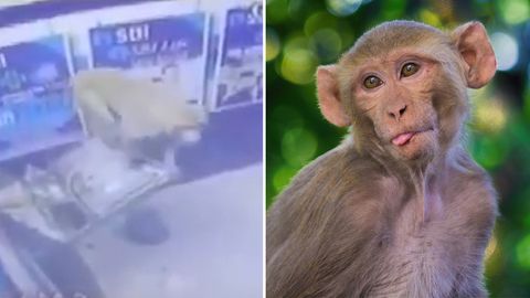 Frecher Affe zerstört einen Geldautomaten.