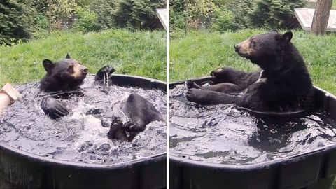 Schwarzbär Takoda räkelt sich in seiner Badewanne.