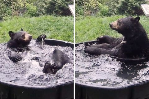 Schwarzbär Takoda räkelt sich in seiner Badewanne.