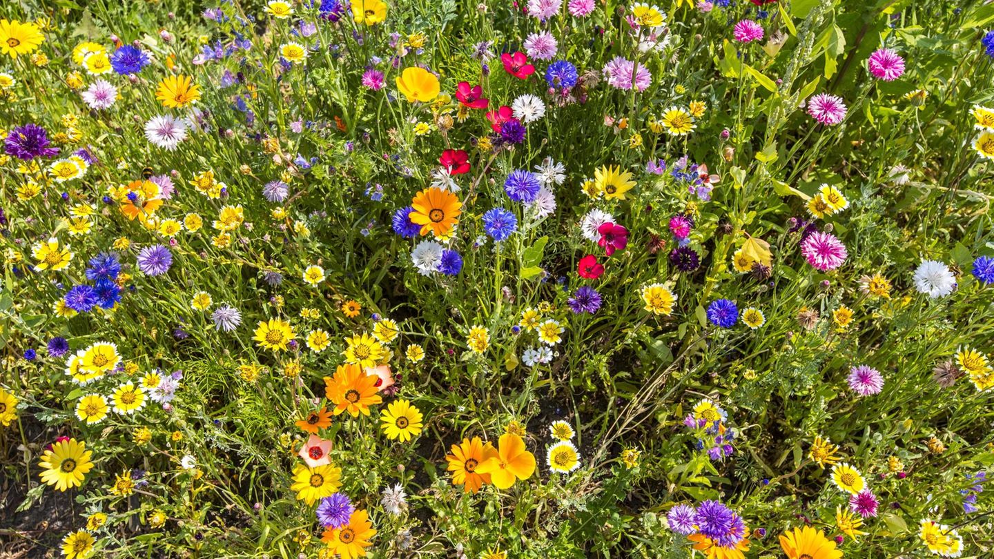 Wildblumenwiese mit gelben, roten, blauen und rosafarbenen Blüten