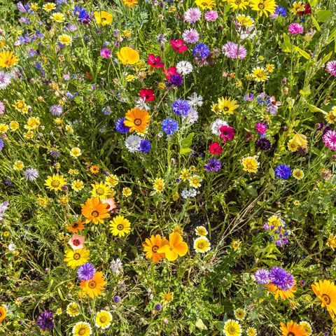Wildblumenwiese mit gelben, roten, blauen und rosafarbenen Blüten